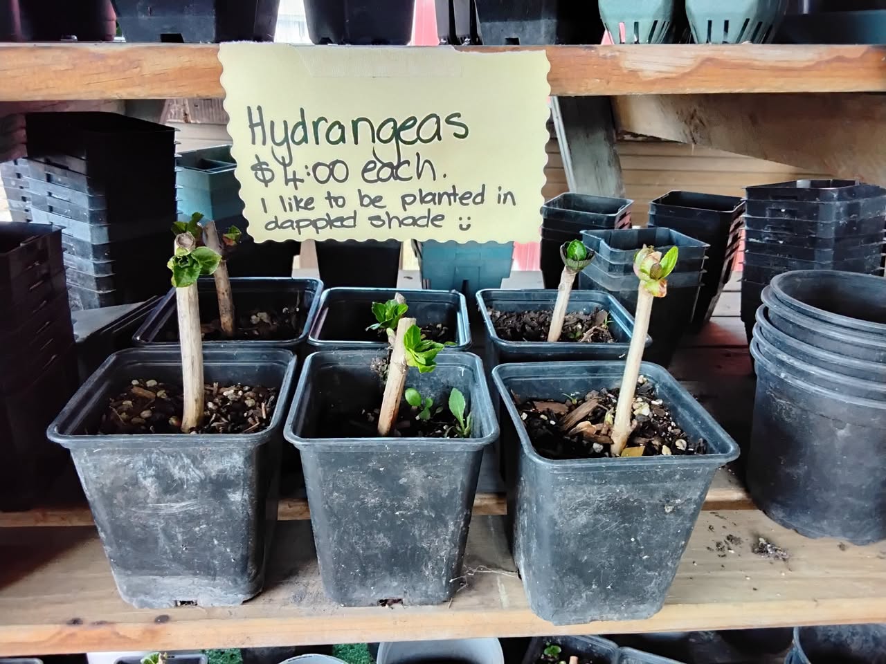 Preserving jars, hydrangeas, garden pots, furniture and building materials are available at Helensville Zero Waste.