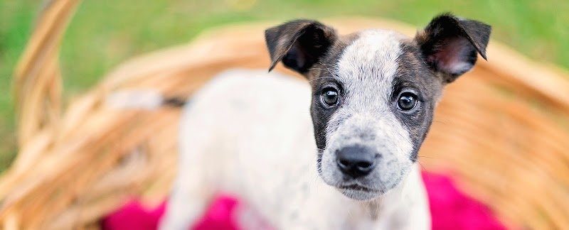 Check out Animal Welfare League Queensland Op Shop Ipswich in Ipswich