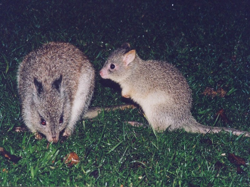 Check out Clarence Environment Centre in South Grafton