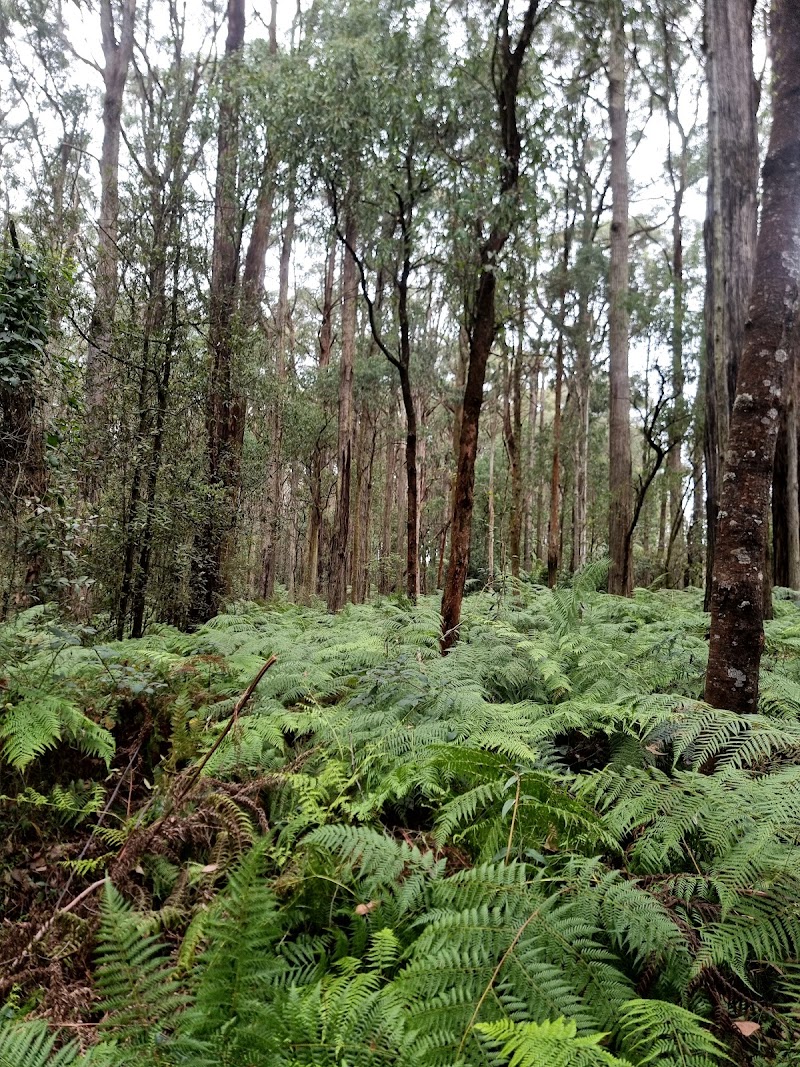 Check out Toolangi Treasures in Chum Creek