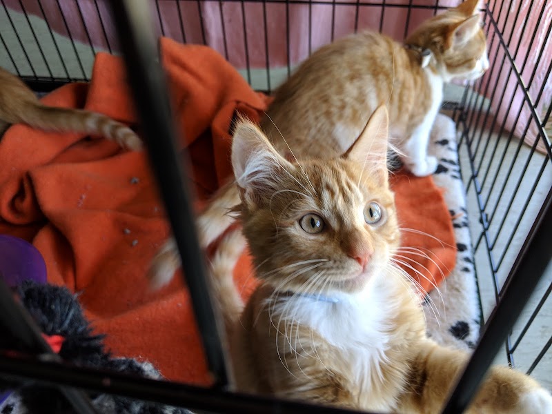 Check out RSPCA in Castlemaine