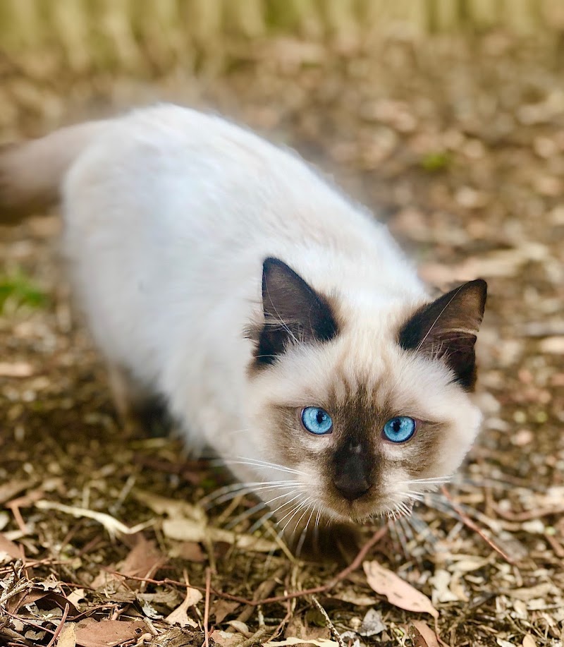 Check out RSPCA in Castlemaine