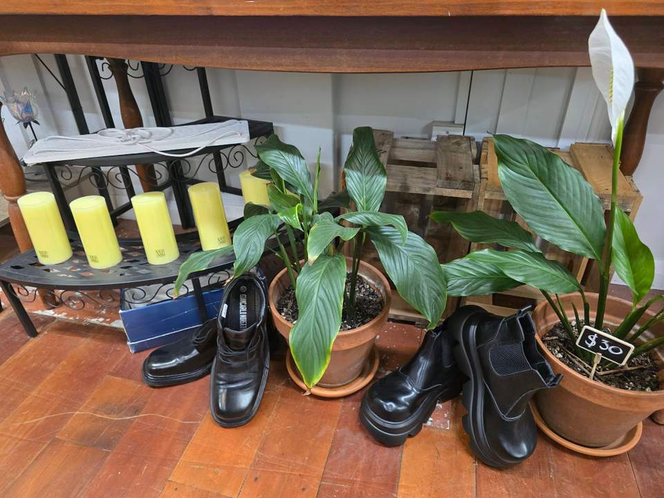 The Hub Social has boots, plants and other goods in stock at 496 Fergusson Drive, Trentham. A visible plant tag shows $30.