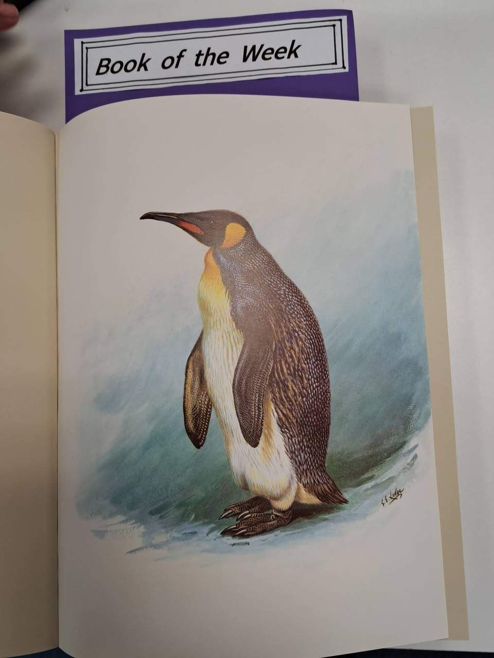 Red Cross Books P.N. has George Edward Lodge’s New Zealand bird paintings book, a vintage window selection and newly arrived LP records.