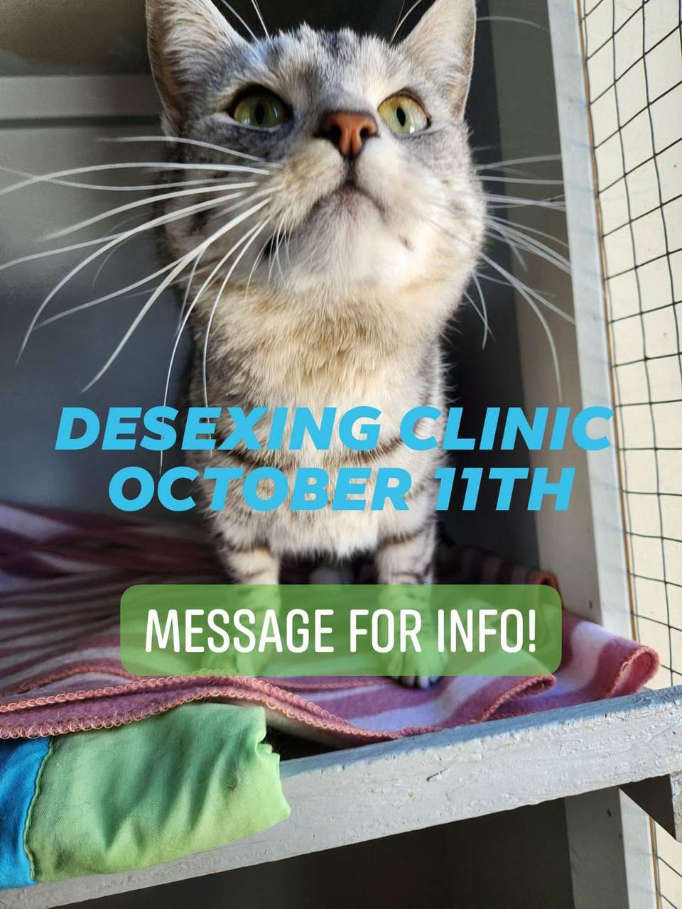 Spaces available for next weekend
PLEASE SHARE
Owned, stray, whatever, we can get both MALES and FEMALES desexed this coming weekend!
Cats can be chipped and registered too for extra cost.
Seriously team, make the most of this oppurtunity! Message the page for info