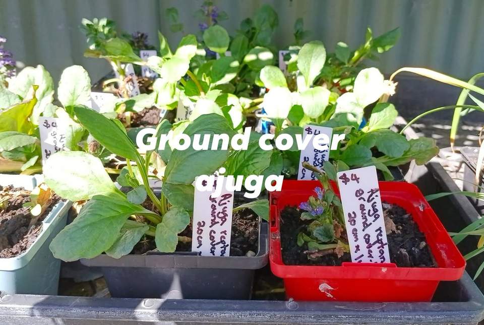A quick look at our garden corner this afternoon.