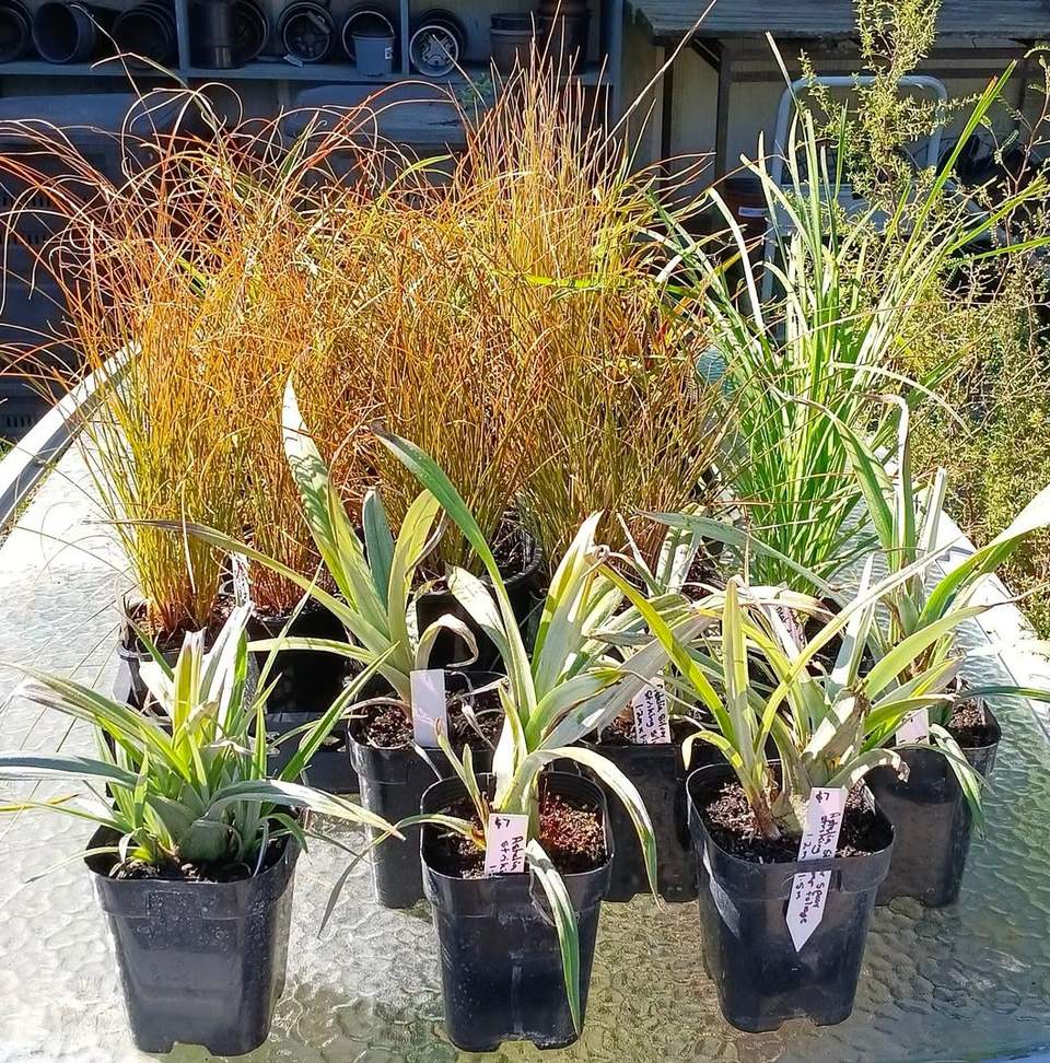 A quick look at our garden corner this afternoon.