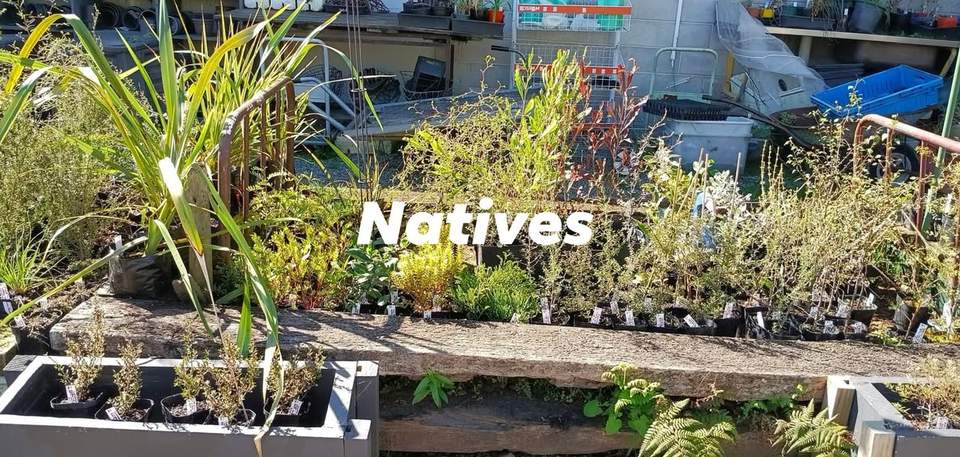 A quick look at our garden corner this afternoon.