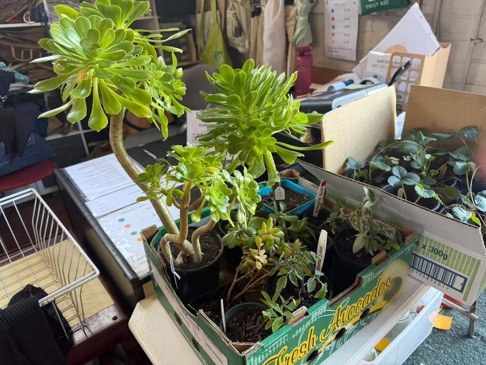 School holidays!
Books and Games out.
Winter special!
All bottoms 50 cents.
Plants!
Perfect weather for gardening.
Entertaining season has arrived.
Here till 2.
69 Arundel Street South, next door to the Anglican Church.