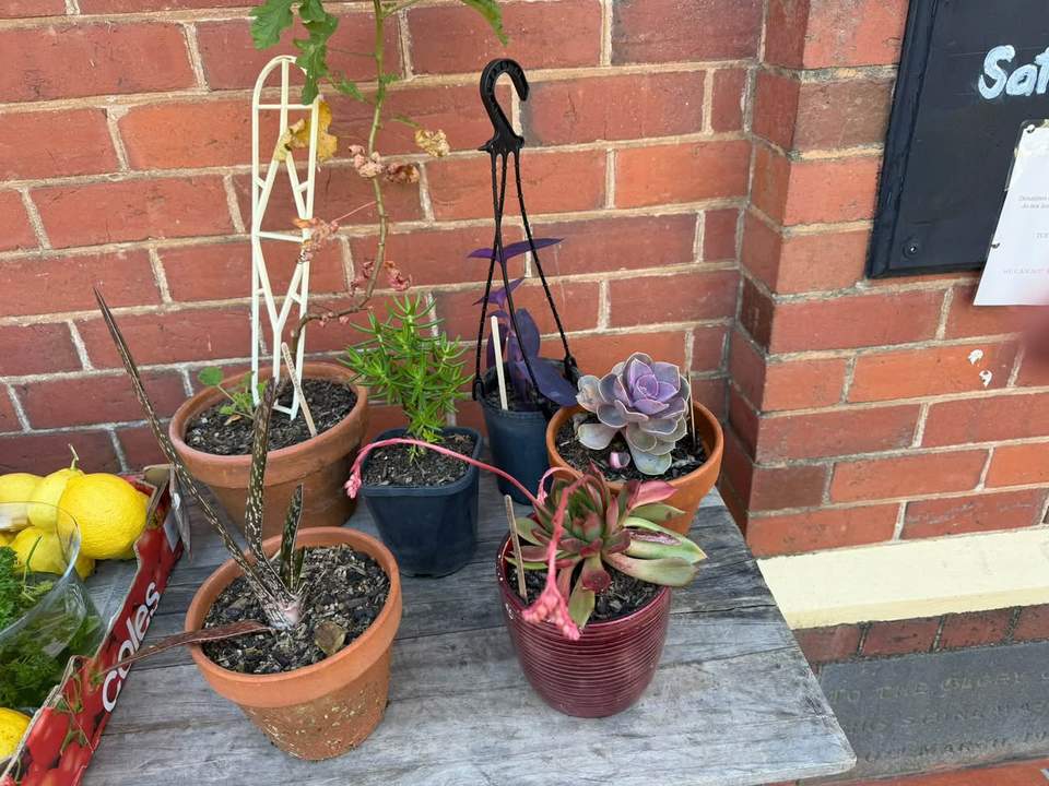 School holidays!
Books and Games out.
Winter special!
All bottoms 50 cents.
Plants!
Perfect weather for gardening.
Entertaining season has arrived.
Here till 2.
69 Arundel Street South, next door to the Anglican Church.