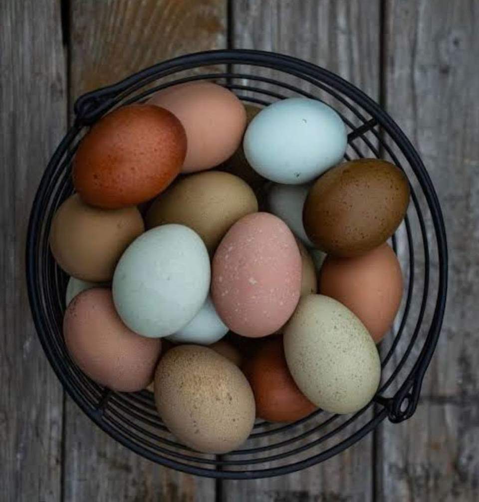 Our education space has come along beautifully and we are ready to welcome some chooks and a piglet to our whanau
We would love to have 4 different chickens that each lay a different coloured egg
We are putting it out to our community to see if  anyone may have some for sale or could point us in the right direction please.
Watch this space for how you could bring your food scraps to us in the near future