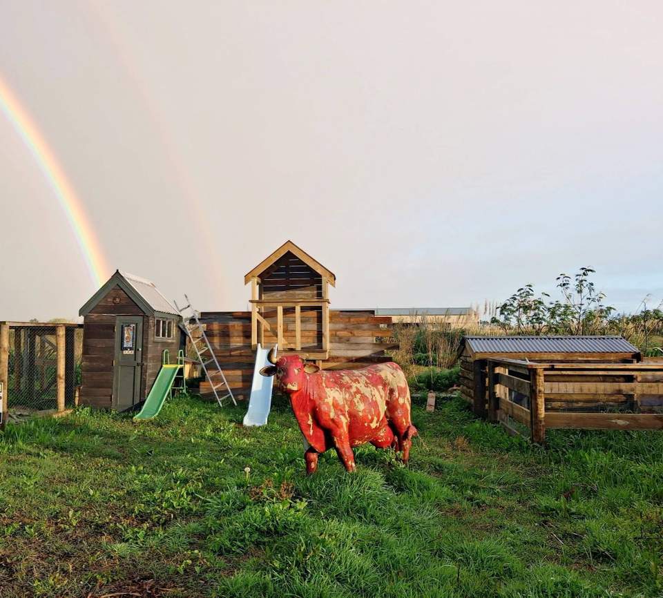 Our education space has come along beautifully and we are ready to welcome some chooks and a piglet to our whanau
We would love to have 4 different chickens that each lay a different coloured egg
We are putting it out to our community to see if  anyone may have some for sale or could point us in the right direction please.
Watch this space for how you could bring your food scraps to us in the near future