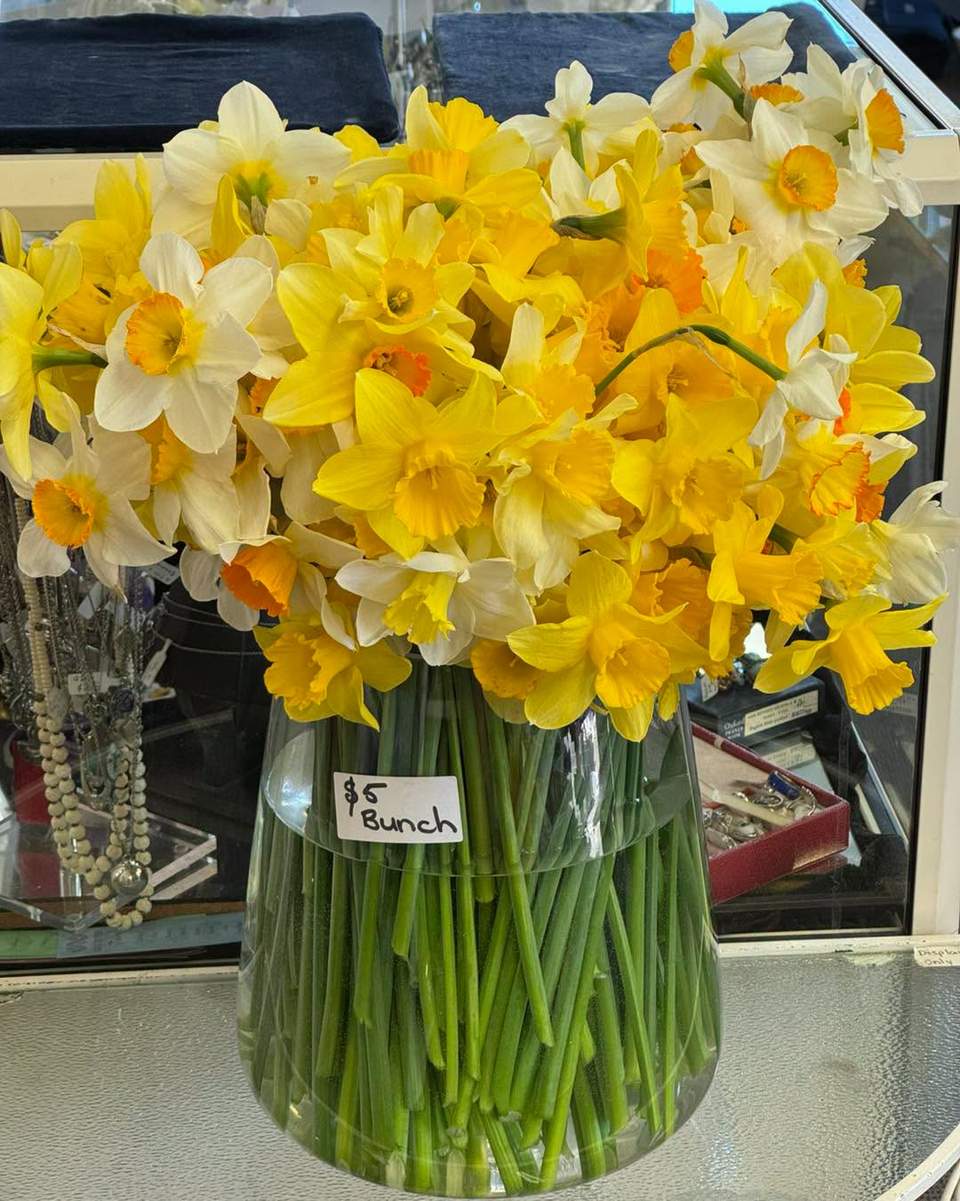 Soak up a little springtime!
Brighten your day with a beautiful bunch of fresh daffodils for just $5.
Pop into 68 Orbell Street Hospice Shop and bring a little sunshine home!

#sunshine #daffodils  #68Orbell #timaru #hospicesc #hospiceshop