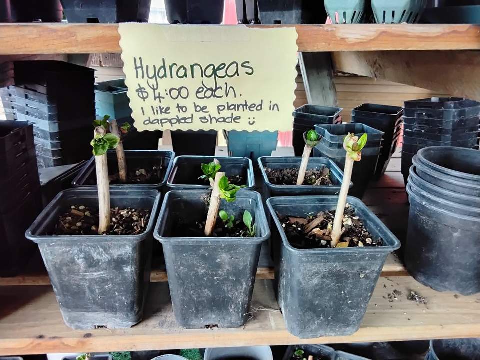 Preserving jars, hydrangeas, garden pots, furniture and building materials are available at Helensville Zero Waste.