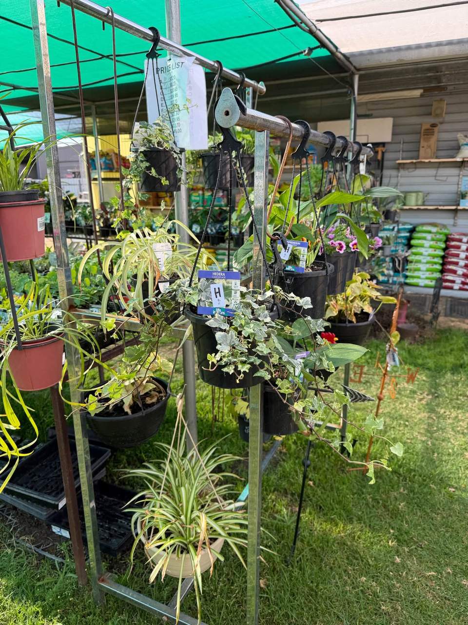 NEW PLANTS!!