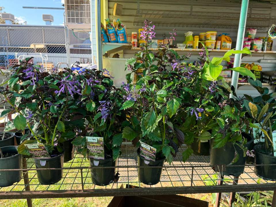 NEW PLANTS!!