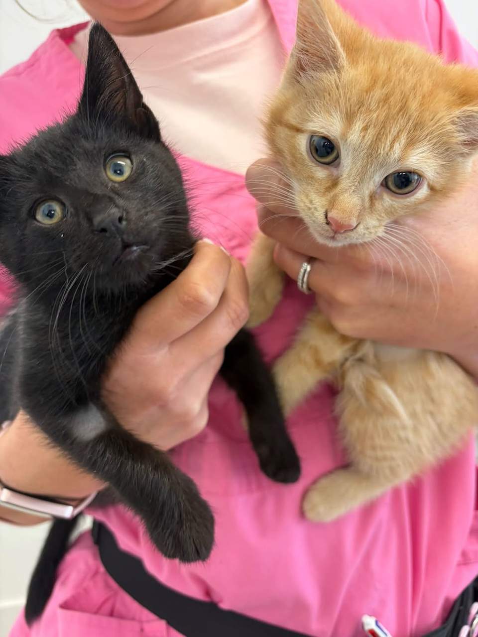 Desexing spaces
We have a few spaces this Tuesday 6th October for desexing!
Please message us on Facebook or email us if you would like to book a slot! Spaces are limited.
$60 cats, $200-250 dogs - including microchip and registration.
We accept SPCA vouchers and Community Cat Coalition vouchers.
Must be able to drop pets to the clinic between 8-8:30am and pick up before 1pm.