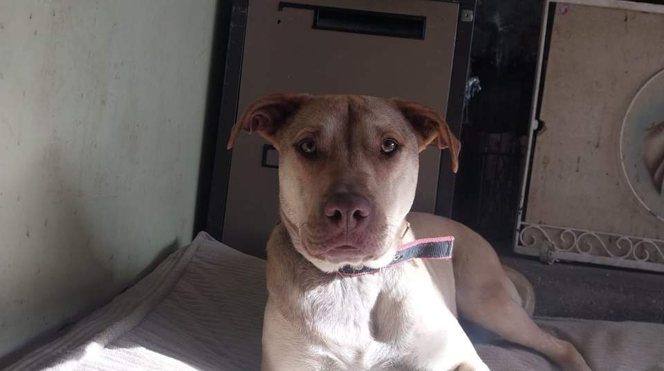 * *Community rehome** SHELBY - Currently located in the Foxton region
We have not met the lovely Shelby, but we have been asked to help her owners find her a forever home. This is what we have been told...
Shelby is a lab x what I was told when I picked her up as a puppy
She is 1 & a bit years old her bday is on Matariki day
She loves walks beach playing with her toys
The type of home I'm looking for is someone that can love her, spoil her and give her the time she needs. She is very loyal, loves being inside and will cuddle up at the end of bed with you if you let her.
She is house trained
The reason I'm rehoming her is she doesn't get along with my 9 year old foxy so I believe she will need to go to a home with no other dogs
She is good around cats and kids
I believe with extra training she could come around to being around other dogs but for now no
She has no medical conditions
She is up to date with her jabs and is micro chipped
Shelby is located in foxton
0272143470
************************************************************************
COMMUNITY POST DISCLAIMER;
All community posts are done in good faith with the person requesting our help and the information they provide. In most cases HUHA has not met the owner or the animal advertised and therefore accepts no responsibility for the rehoming or any other reason for the post. All arrangements are made direct with the owner or the agency and any enquiries are to be sent to them directly unless otherwise stated.
