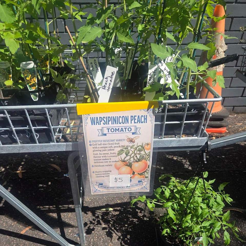 Green thumbs assemble!
Look at these beauties. Fairhaven's Green Pathways Nursery trainees have been hard at work, and the results have officially spilled out onto the trolleys at our Op Shop. We're talking tomatoes galore: Green Zebra, Orange Cherry, and the gloriously named Wapsipinicon Peach, all lovingly grown and ready to move into your veggie patch.
And these aren't just any plants. Every one was proudly grown by our Green Pathways Program trainees, so when you take one home you're supporting some genuinely brilliant people learning real skills. Bargain AND a good deed, our favourite combination.
Now, full disclosure: I am not qualified to comment on plants, because I even killed a cactus. A cactus. The plant famous for surviving on neglect and the occasional harsh glare. Our trainees, meanwhile, are out here raising tomatoes like proud plant parents!
So come grab a plant or three, pop them in the ground, and enjoy the fruits (literally) of their hard work. Prices are as marked, just pay inside the Op Shop.