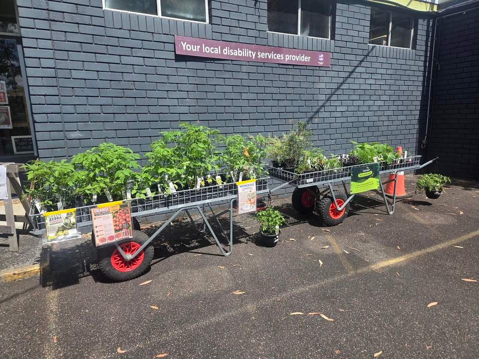 Green thumbs assemble!
Look at these beauties. Fairhaven's Green Pathways Nursery trainees have been hard at work, and the results have officially spilled out onto the trolleys at our Op Shop. We're talking tomatoes galore: Green Zebra, Orange Cherry, and the gloriously named Wapsipinicon Peach, all lovingly grown and ready to move into your veggie patch.
And these aren't just any plants. Every one was proudly grown by our Green Pathways Program trainees, so when you take one home you're supporting some genuinely brilliant people learning real skills. Bargain AND a good deed, our favourite combination.
Now, full disclosure: I am not qualified to comment on plants, because I even killed a cactus. A cactus. The plant famous for surviving on neglect and the occasional harsh glare. Our trainees, meanwhile, are out here raising tomatoes like proud plant parents!
So come grab a plant or three, pop them in the ground, and enjoy the fruits (literally) of their hard work. Prices are as marked, just pay inside the Op Shop.
