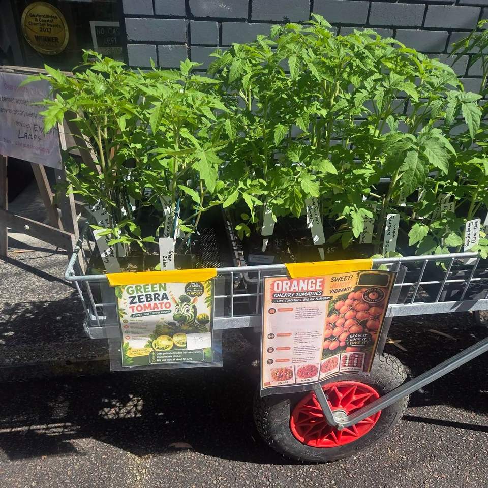 Green thumbs assemble!
Look at these beauties. Fairhaven's Green Pathways Nursery trainees have been hard at work, and the results have officially spilled out onto the trolleys at our Op Shop. We're talking tomatoes galore: Green Zebra, Orange Cherry, and the gloriously named Wapsipinicon Peach, all lovingly grown and ready to move into your veggie patch.
And these aren't just any plants. Every one was proudly grown by our Green Pathways Program trainees, so when you take one home you're supporting some genuinely brilliant people learning real skills. Bargain AND a good deed, our favourite combination.
Now, full disclosure: I am not qualified to comment on plants, because I even killed a cactus. A cactus. The plant famous for surviving on neglect and the occasional harsh glare. Our trainees, meanwhile, are out here raising tomatoes like proud plant parents!
So come grab a plant or three, pop them in the ground, and enjoy the fruits (literally) of their hard work. Prices are as marked, just pay inside the Op Shop.
