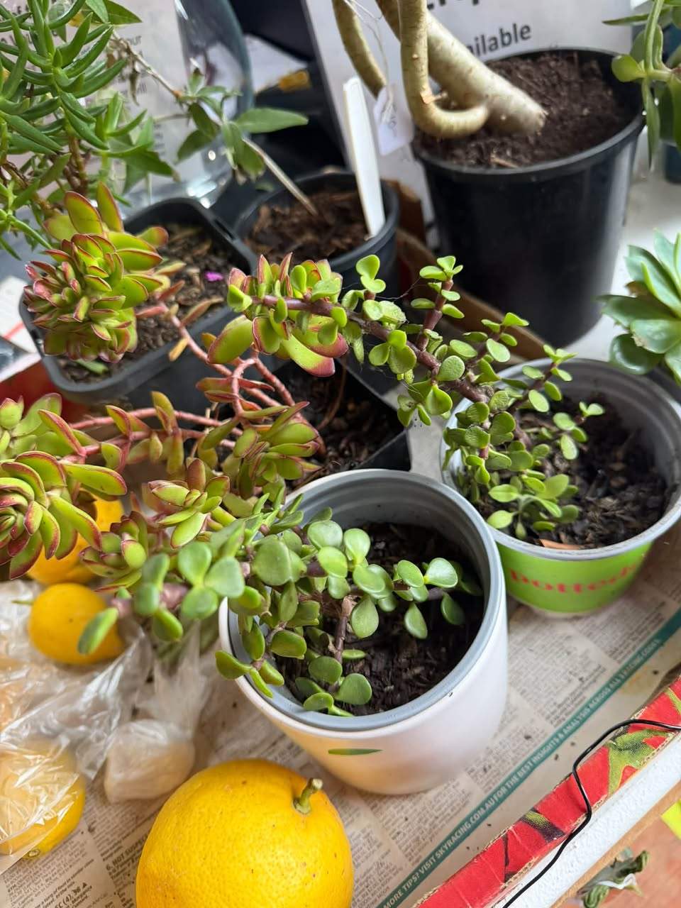 Perfect weather for ducks
…
The ground will be just right for planting this weekend.
New welcomer too.
Here till 2.
69 Arundel Street South, next door to the Anglican Church.