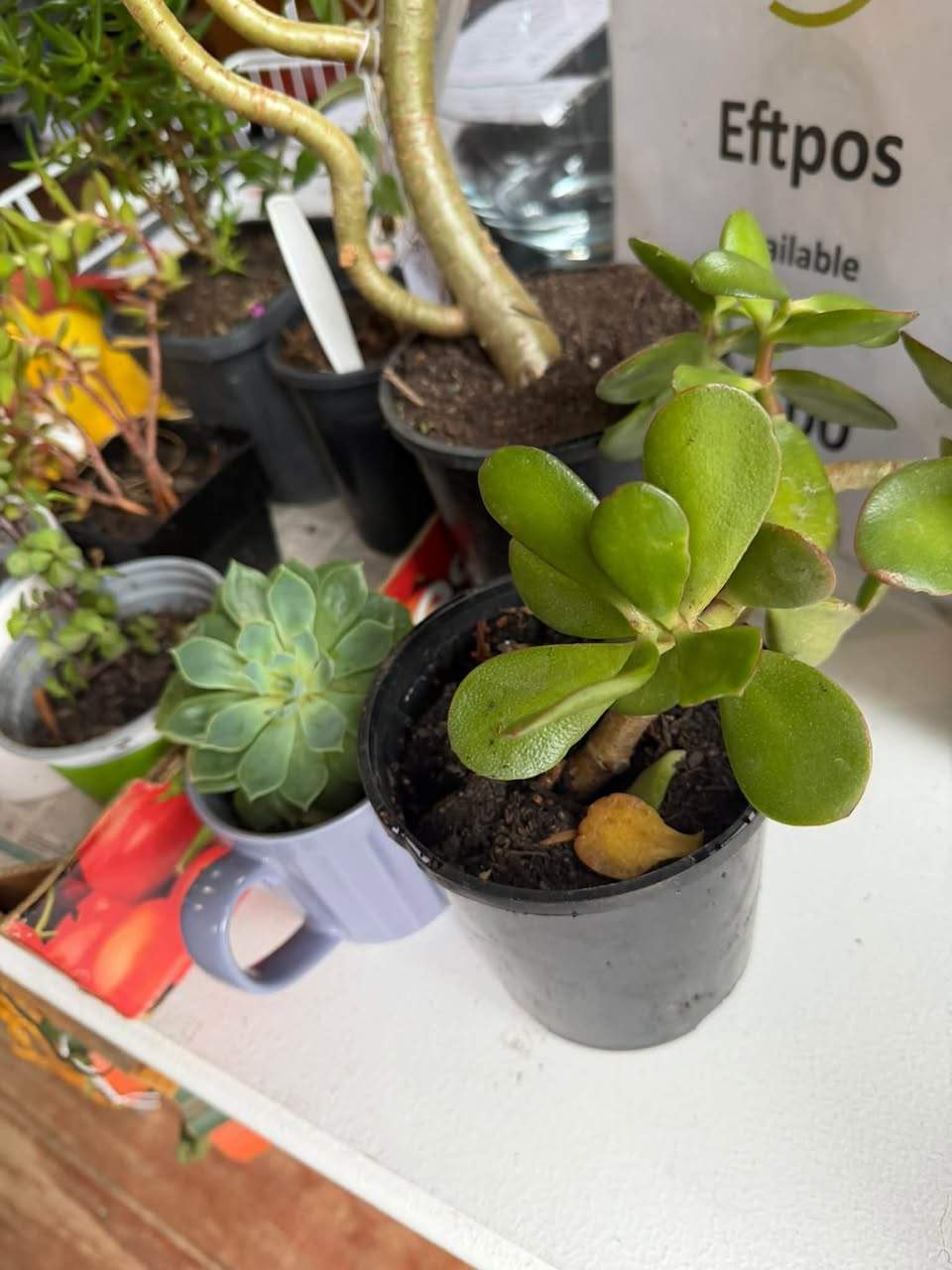Perfect weather for ducks
…
The ground will be just right for planting this weekend.
New welcomer too.
Here till 2.
69 Arundel Street South, next door to the Anglican Church.