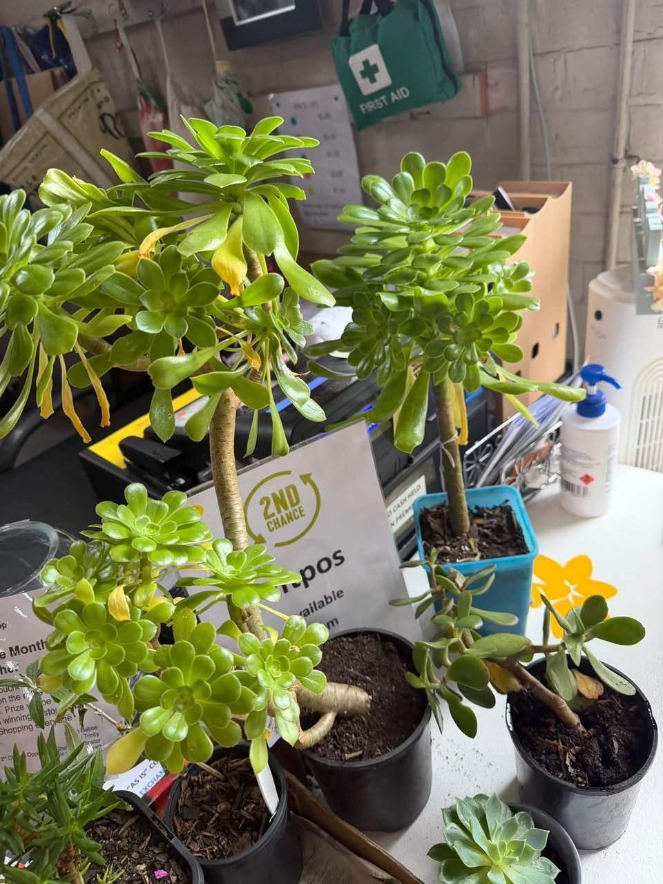 Perfect weather for ducks
…
The ground will be just right for planting this weekend.
New welcomer too.
Here till 2.
69 Arundel Street South, next door to the Anglican Church.