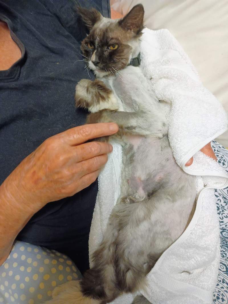 Check out Red Collar Rescue Bundaberg in Bundaberg